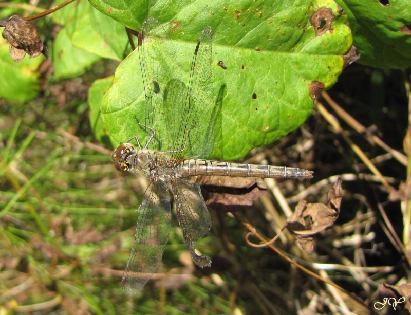 [Sympetrum Striolatum] Libellule d'octobre ? Sympet10