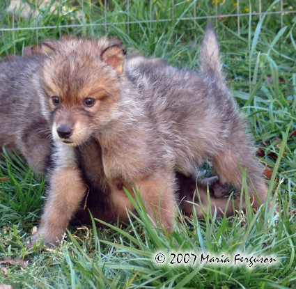 About: Wolf Development Nikoak10