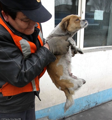 Chien errant à deux pattes donne naissance à quatre chiots! Chine310