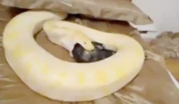 Il offre un chaton vivant à son python pour Noël..! Minou510