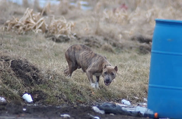 Le dégel de printemps à Detroit révèle les corps de 28 chien Ob_c4710