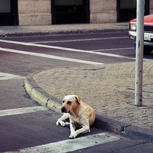 puis 5 ans, ce chien refuse de quitter la rue..... Sans-t24