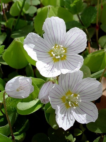 Can Gardening Help To Heal The Mind? Oxalis10