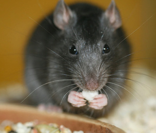  I use to have a pet rat while growing up Rat-ea10