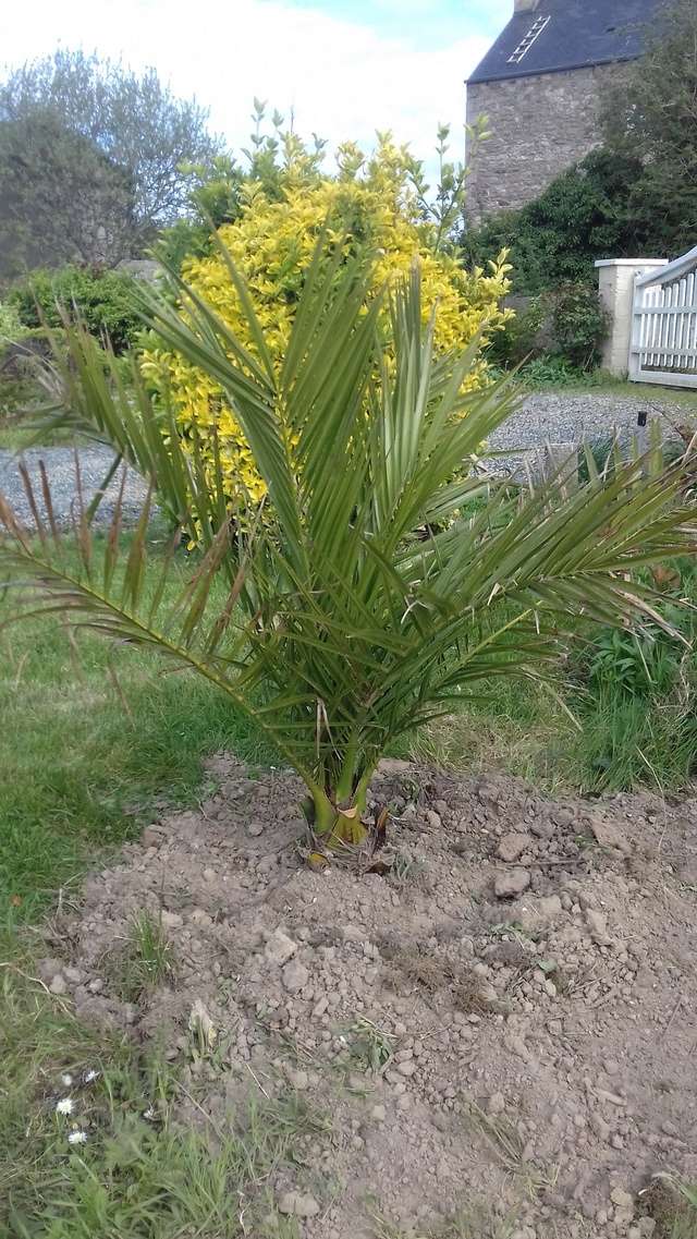 mon jardin au tregor 20170417
