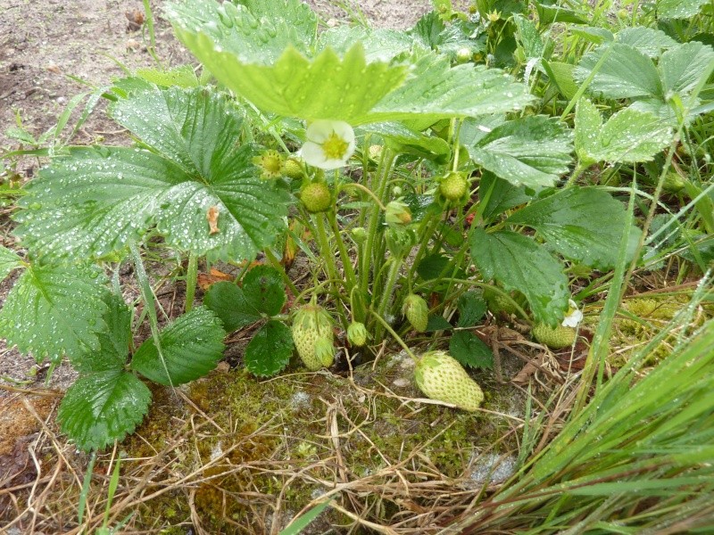 4 saisons au potager (l'almanach du jardinier) - Page 9 P1040516