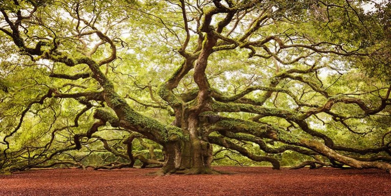 Des arbres qui ne laissent pas indifférents... - Page 9 Arbres23