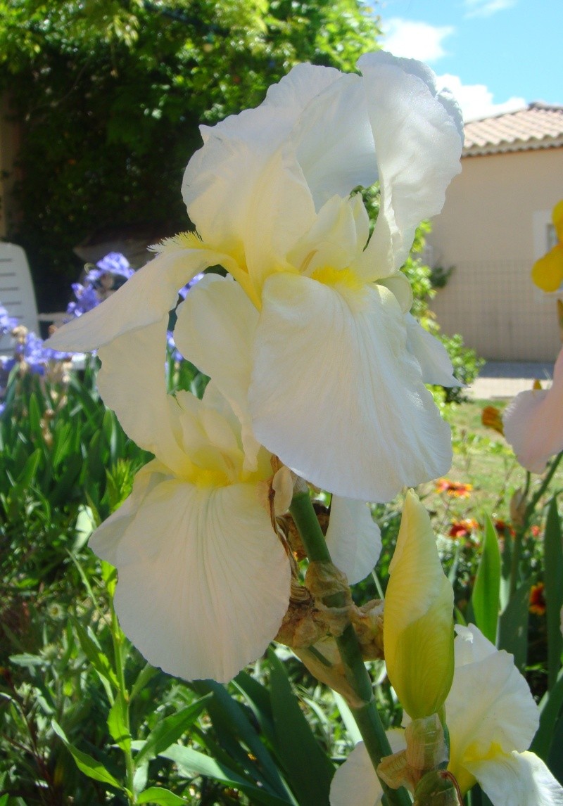 Fleurs diverses d'eb30. - Page 10 Dsc07333