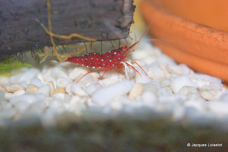 Voici des photos de mes petites bestioles. Denner19