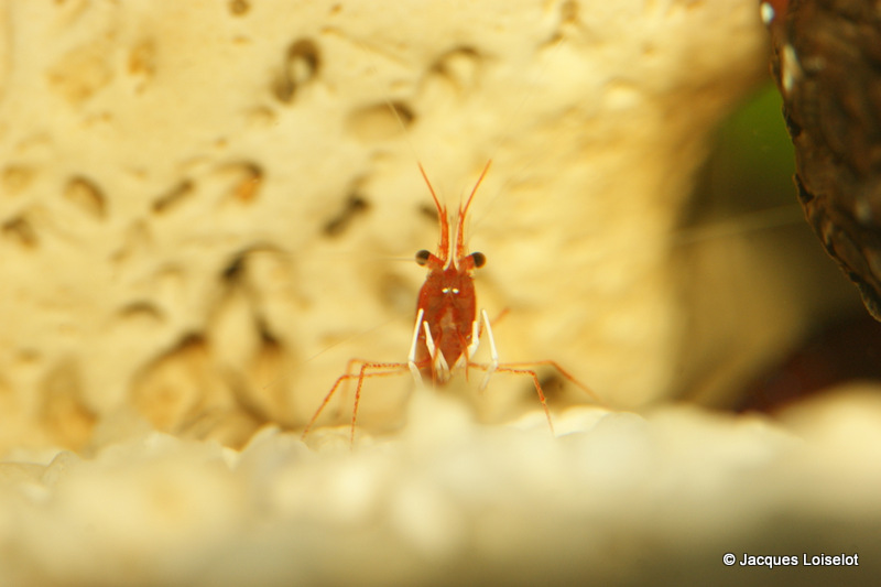 Voici des photos de mes petites bestioles. Dsc02313