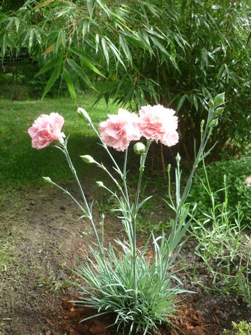 dianthus laetitia wyatt Dianth10