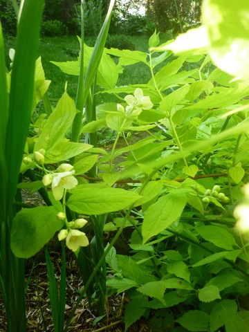 Philadelphus coronarius 'Aureus' !!! Philac10