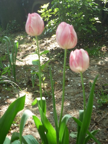 la saison des tulipes 2013 - Page 5 Tulipc10
