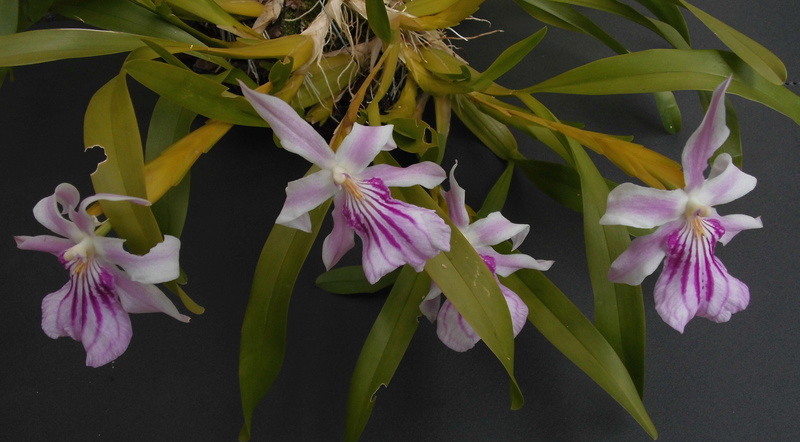 Miltonia spectabilis  Milton10