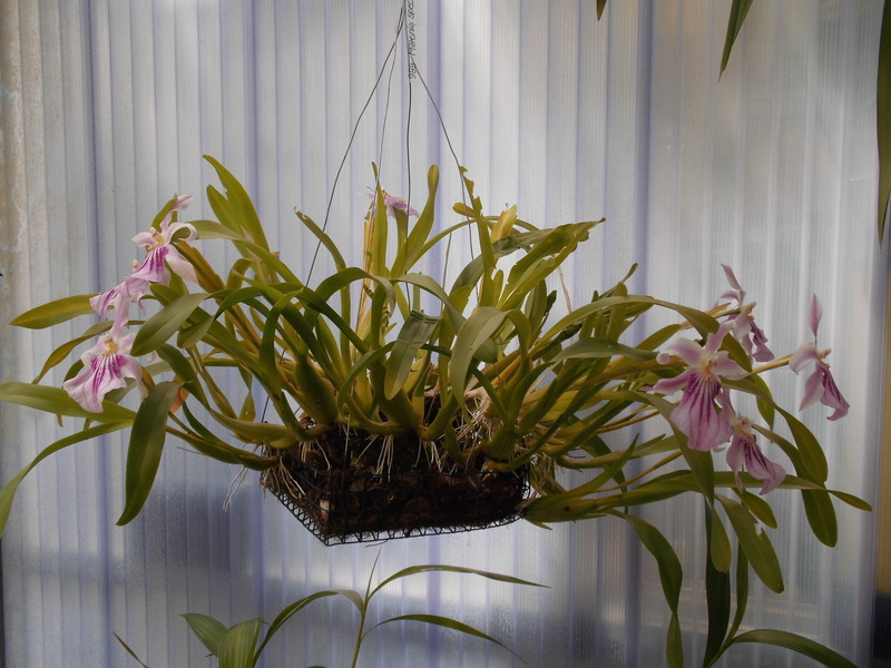 Miltonia spectabilis Milton11