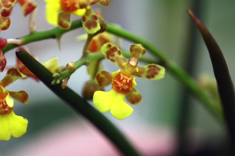  Oncidium cebolleta (eine Rattenschwänzige) Oncidi10