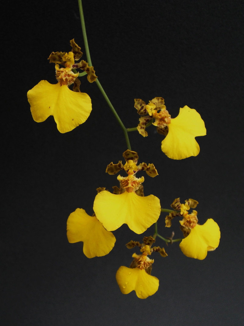 Oncidium bicolor Oncidi13