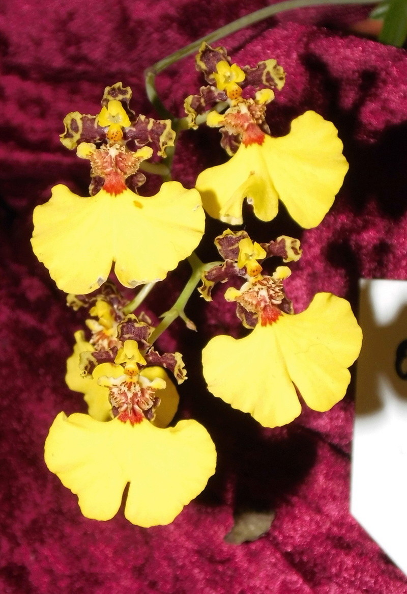 Oncidium bicolor Oncidi14
