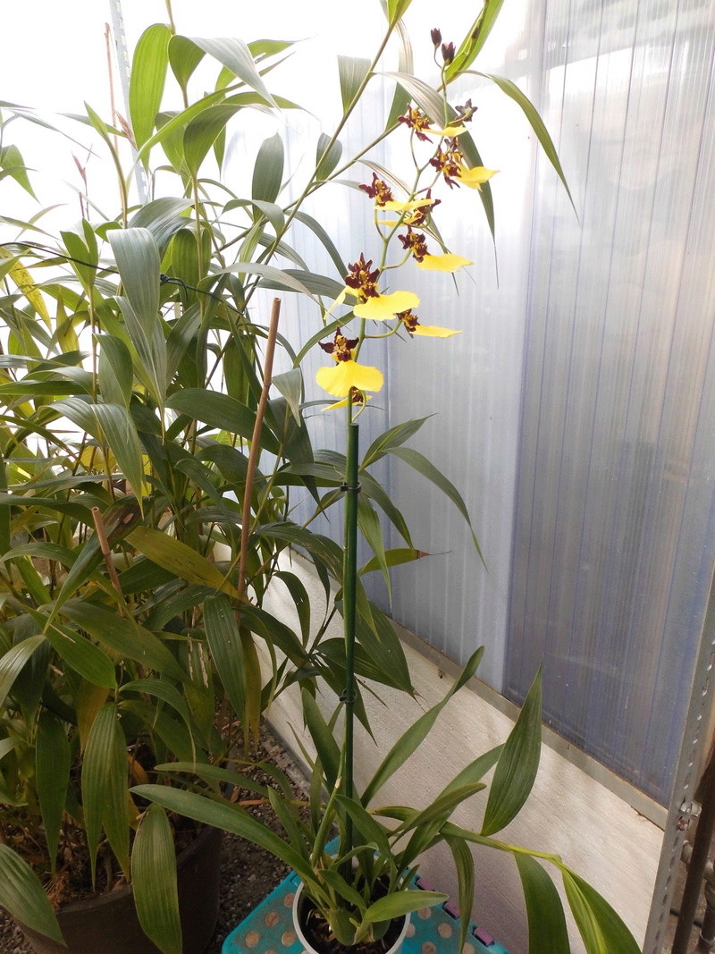 Gomesa varicosum var. rogersii/Oncidium insignis Oncidi17