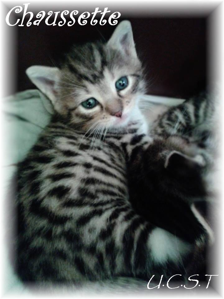 CHAUSSETTE, adorable chaton né le 02/03/2014 Chauss10