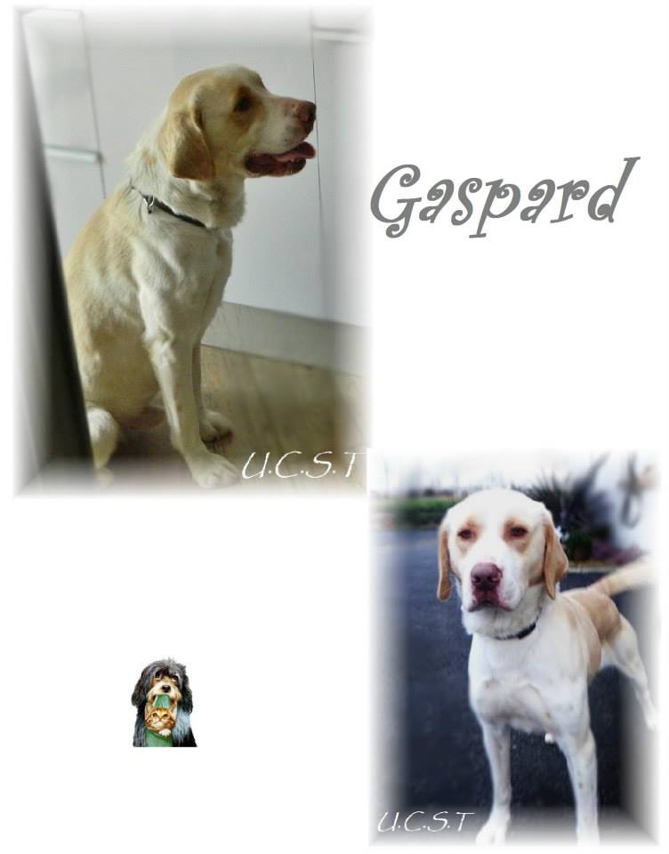 chien - GASPARD, adorable chien né le 01/07/2011 Gaspar10