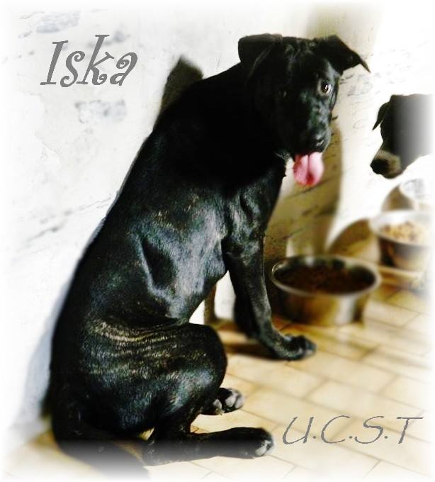 2013 - ISKA, femelle croisée cane corso née le 10/05/2013 Iska10