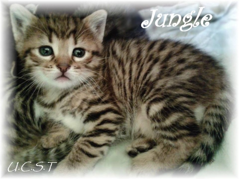 JUNGLE, adorable chatonne née le 02/03/2014 Jungle10
