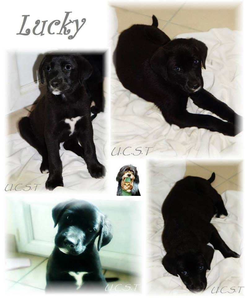 2014 - LUCKY, chiot x labrador né le 01/02/2014 Lucky_10