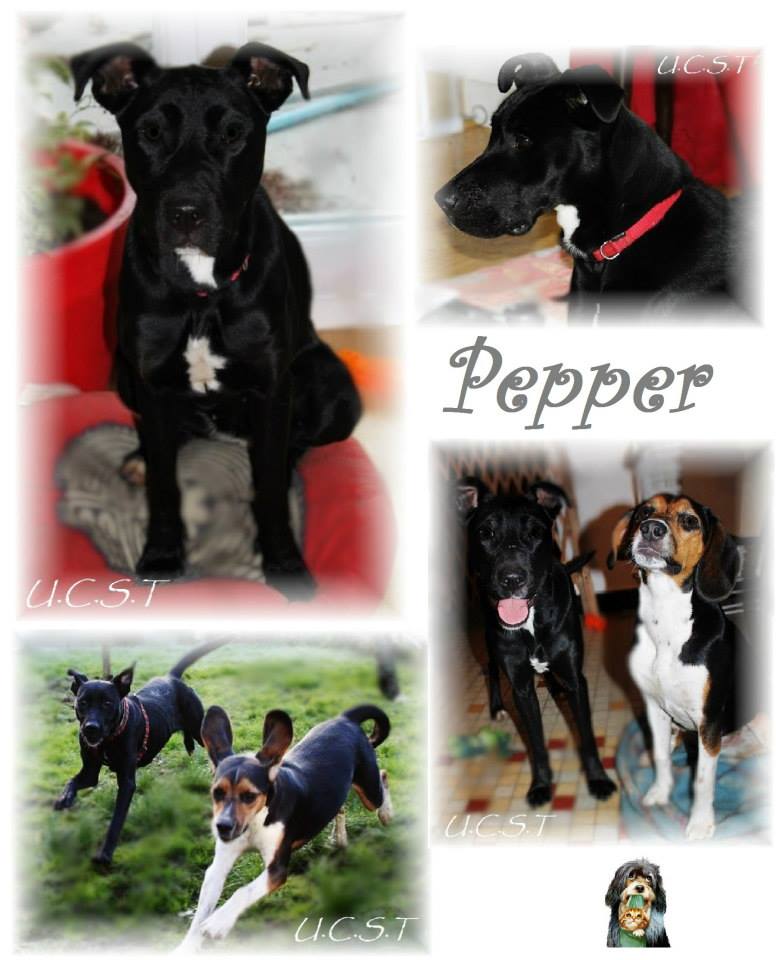 2012 - PEPPER, adorable chienne née le 05/01/2012 Pepper10