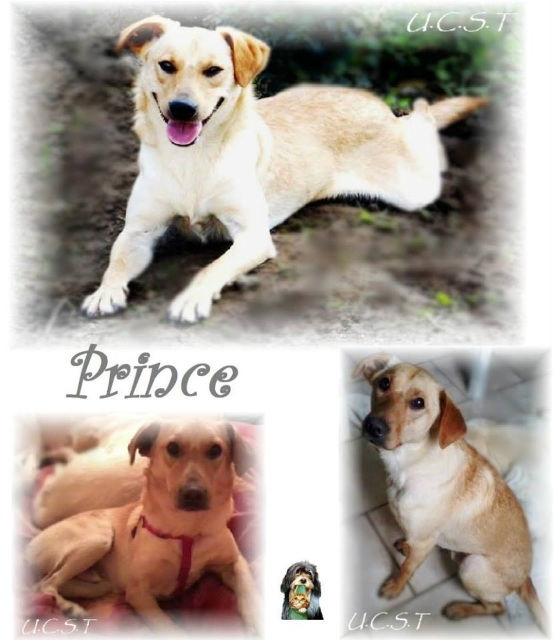 chien - PRINCE, adorable chien né le 01/01/2013 Prince10