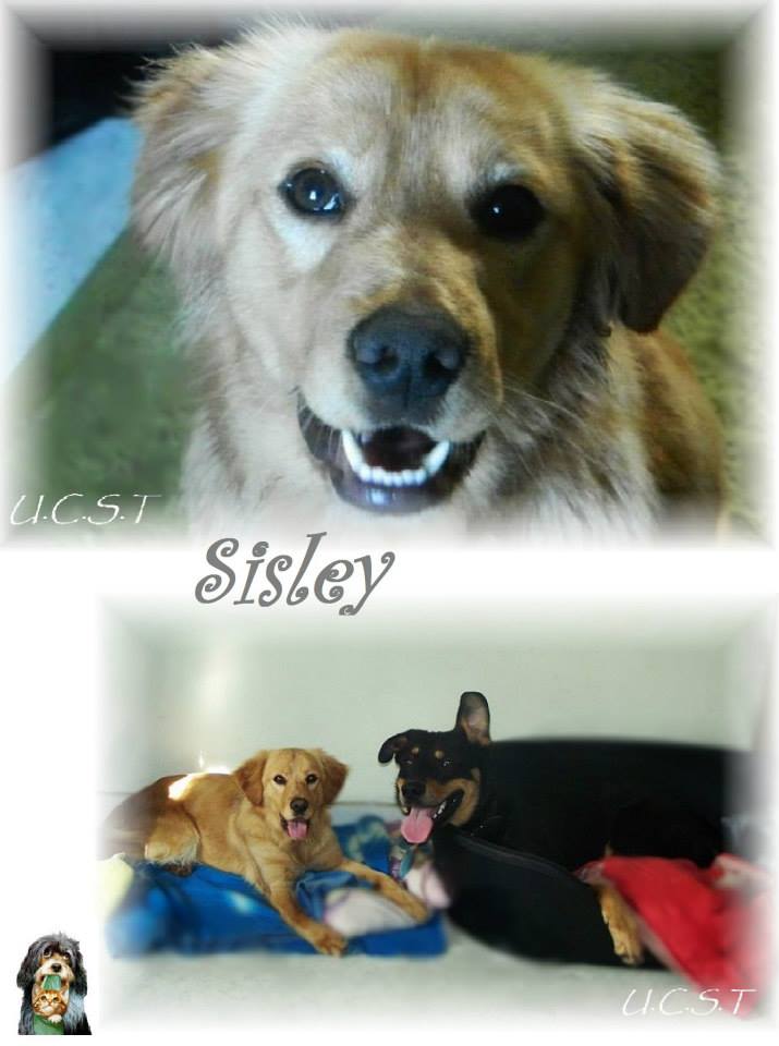 2013 - SISLEY, adorable toutou né le 01/03/2013 Sisley10