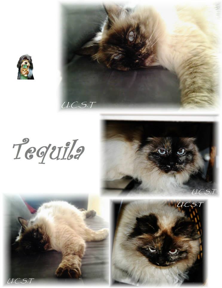 TEQUILA, chatte femelle née le 01/01/2000 Tequil10