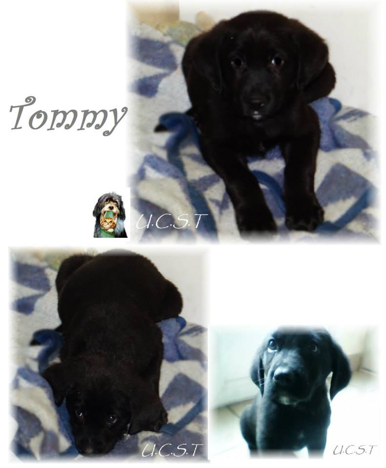 Tommy, x labrador né le 01/02/2014 Tommy10