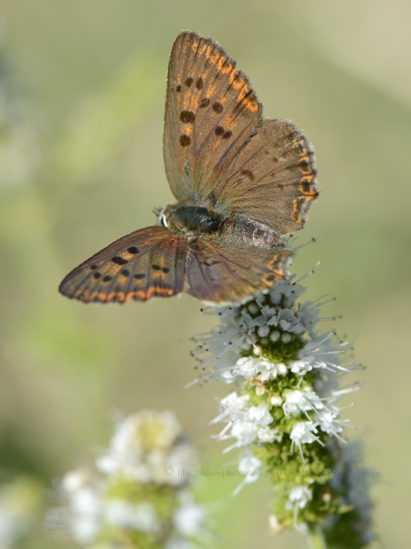 [Cuivré fuligineux (Lycaena tityrus)] ID azuré _dsf0513