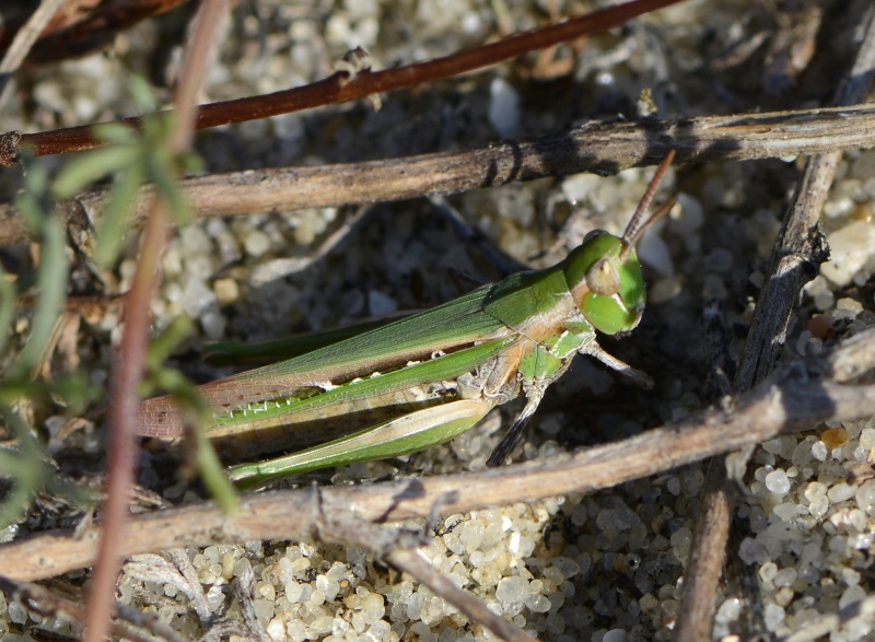 [Calephorus compressicornis] ID orthoptère - Chorthippus brunneus _dsf3212