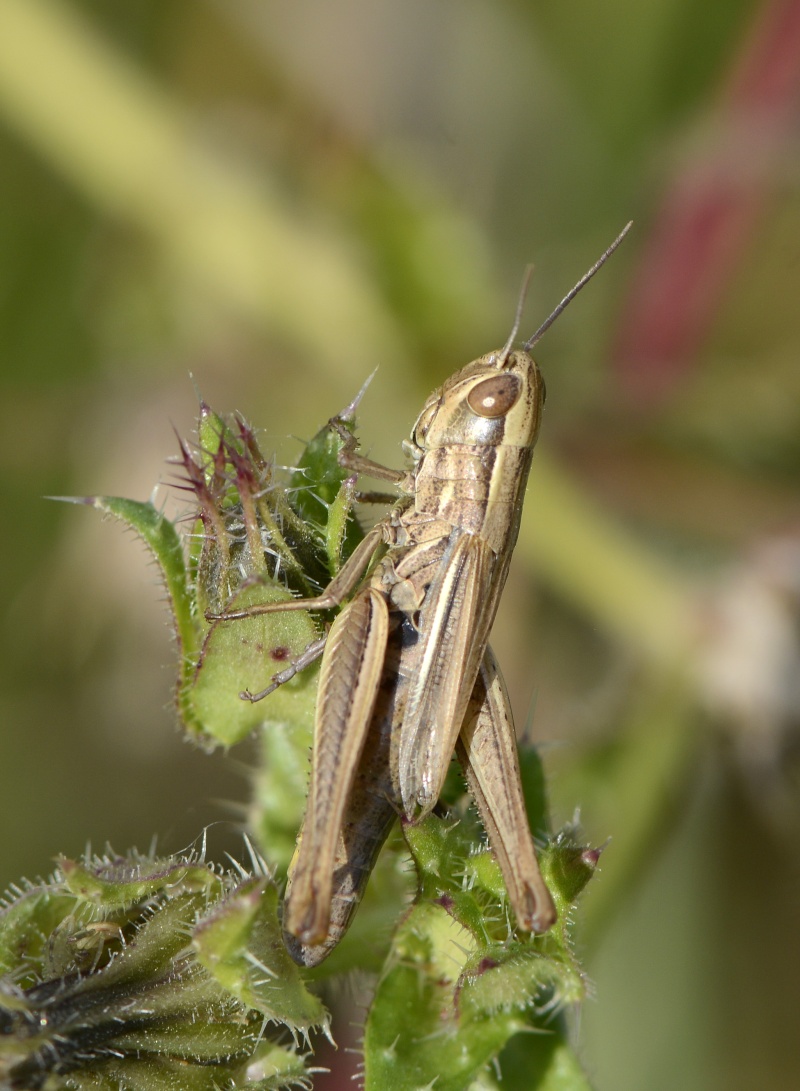 [Criquet des mouillères ou criquet des Bromes (Euchorthippus declivus)] ID orthoptère  _dsf3311