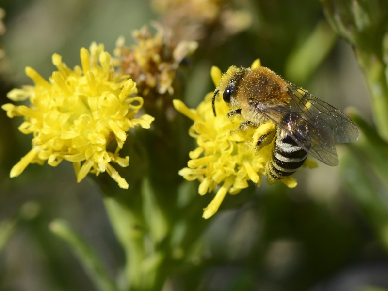 ID abeille solitaire du schorre de Pen-Bron _dsf4010