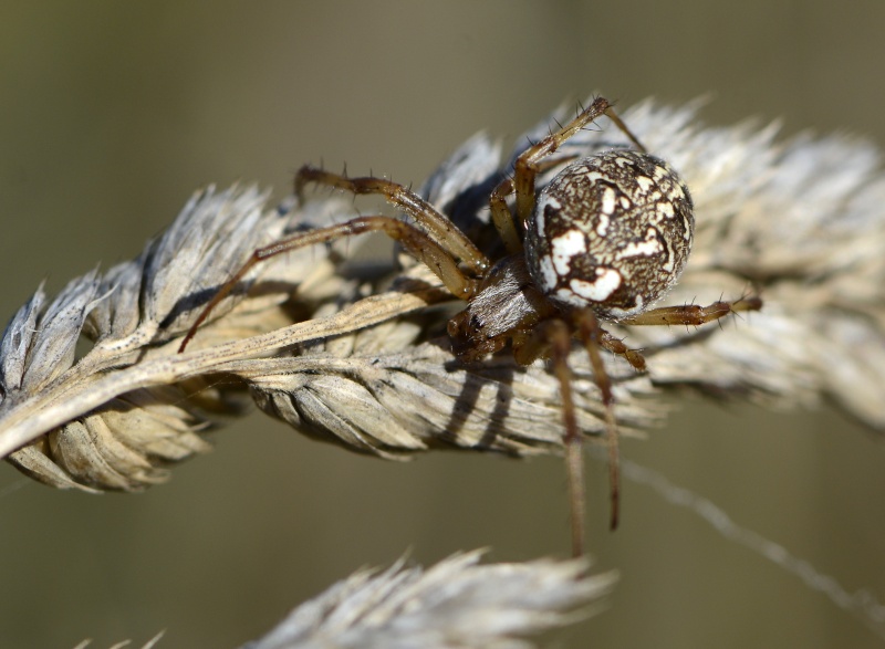 ID araneidae  _dsf4014