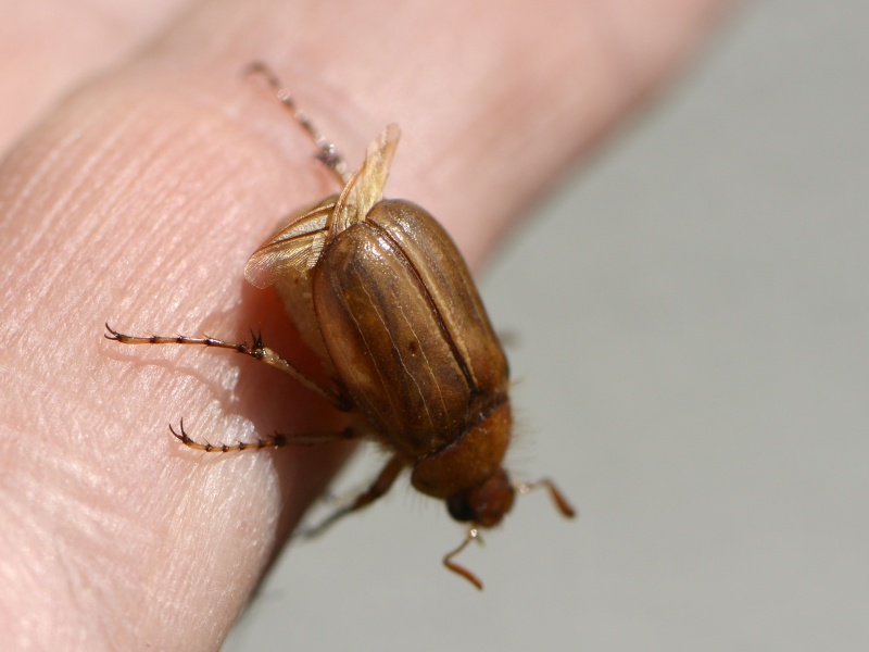 ID Coleoptera - Melolontidae? _dsg4510