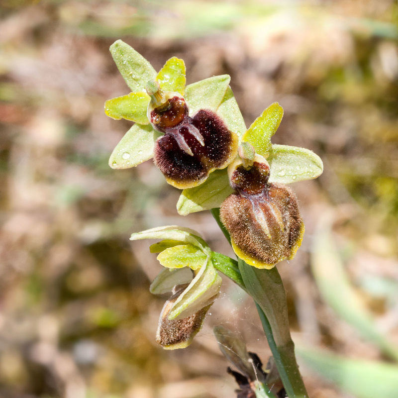 ID Ophrys fuciflora? [Ophris sphegodes = aranifera] et O passionis  Dzn_4610