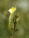 ID Scrophulariaceae _dsf0414