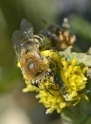 ID abeille solitaire du schorre de Pen-Bron _dsf4013