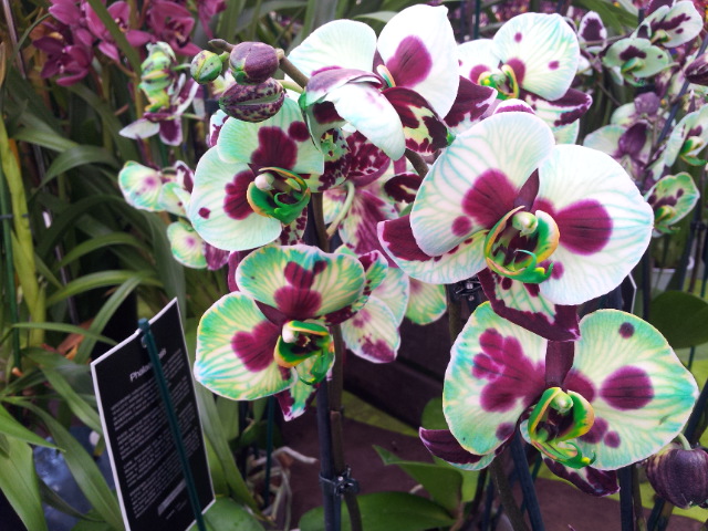 pove phalaenopsis tout coloré a la jardinerie 20131210