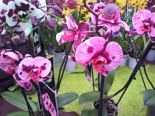 pove phalaenopsis tout coloré a la jardinerie 20131211