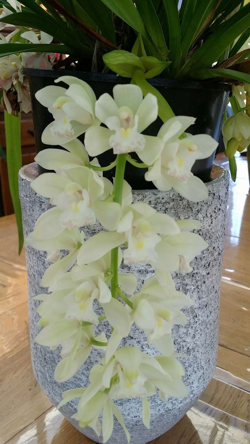 cymbidium ice cascade - Page 2 20170212