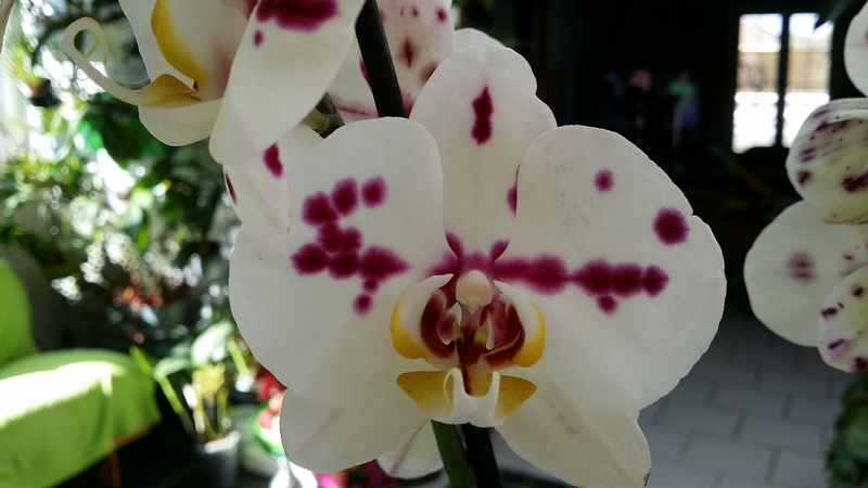 nouveau phalaenopsis hybride 20170213