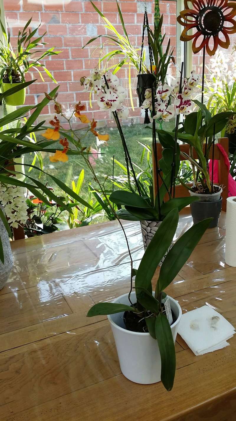 Oncidium zappii x comparettia speciosa 20170226