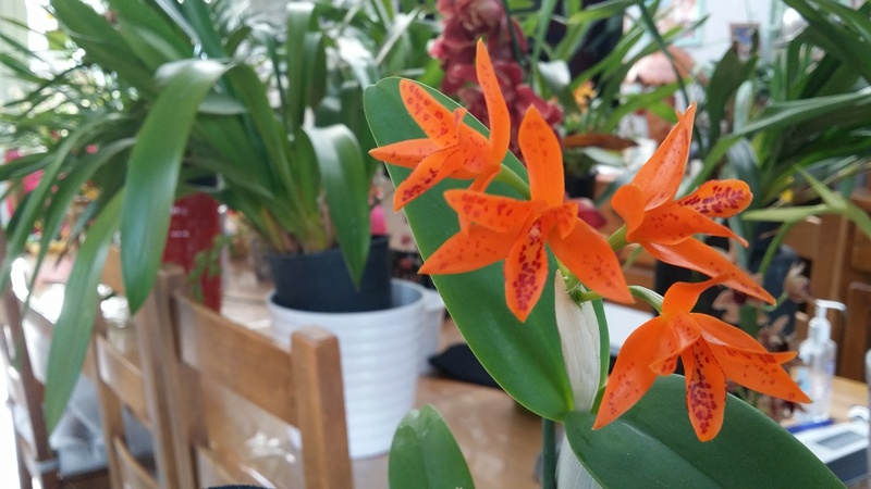 cattleya guarianthe auriantica 'mishima spot' 20170228