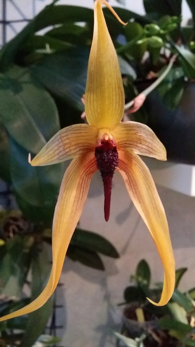 bulbophyllum Echinolabium x carunculatum 20170321