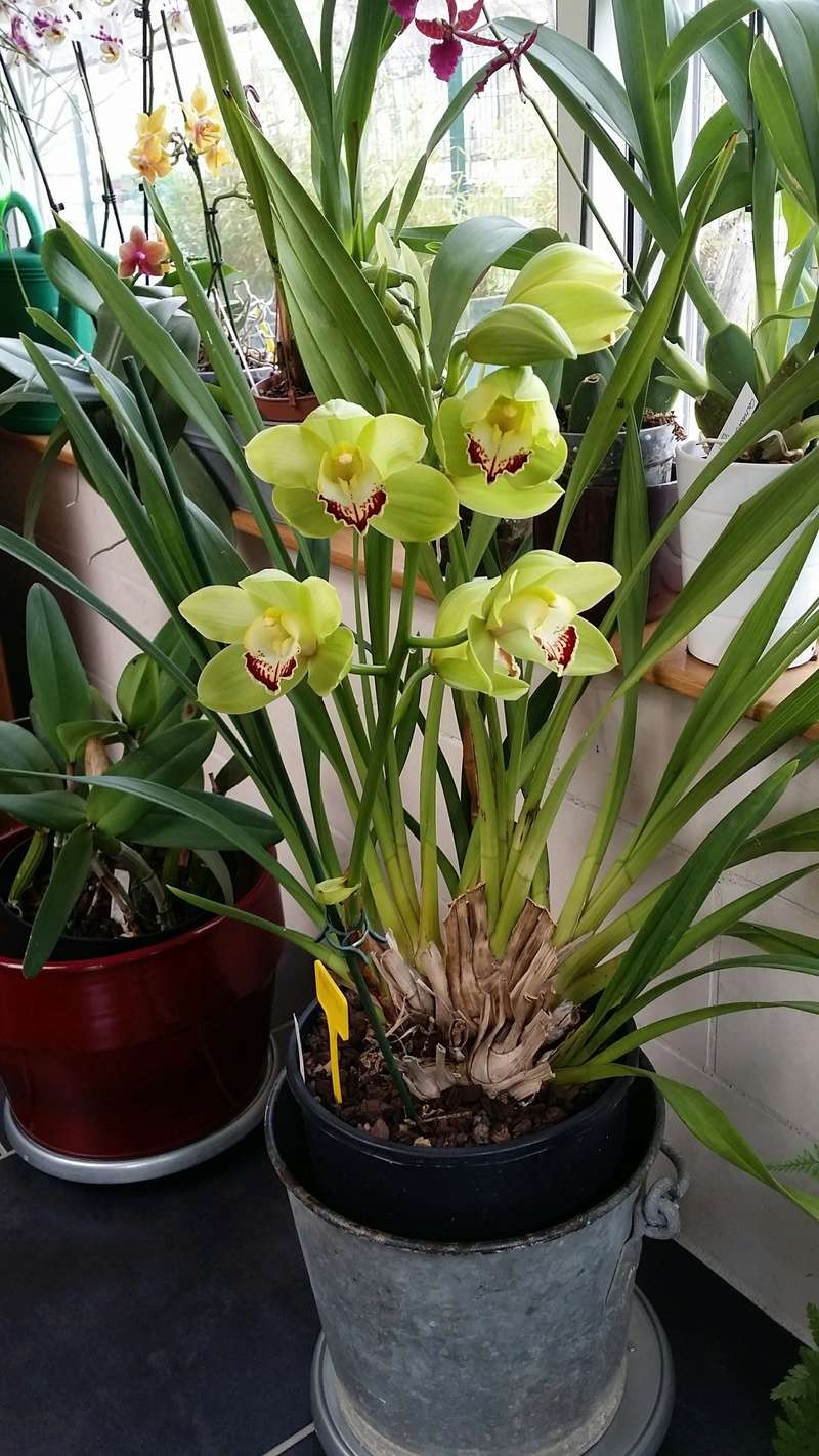 cymbidium avolution  20170336